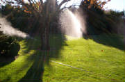 ponds/bo099.jpg